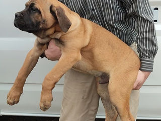 Cane corso  foto 0