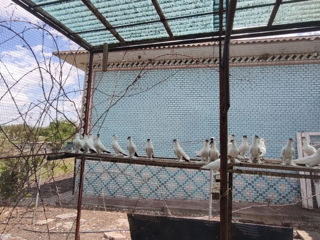 Porumbei foto 1