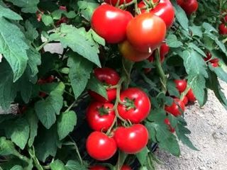 Seminte profesionale de legume pentru cultivarea in sereПрофессиональные семена овощей Rijk Zwaan foto 5