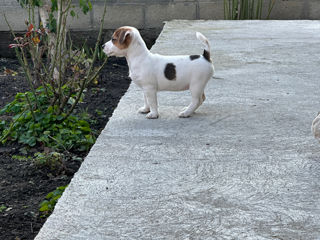 Jack Russell Terrier  foto 8