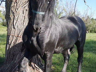 Armăsar Friesian la împerechere foto 3