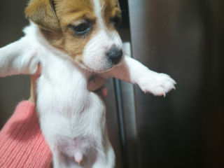 Jack Russel Terrier foto 7