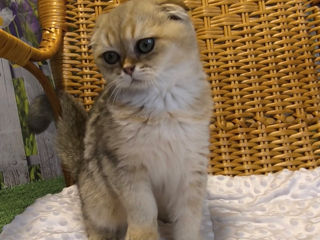 Scottish fold golden foto 5