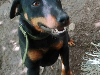 Vind ciine Dobermann foto 1