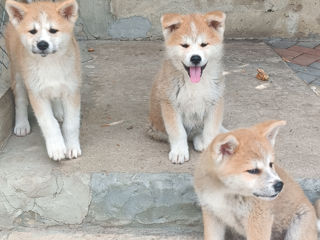 Akita inu foto 9