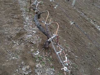 Продам  виноградник ухоженный,  в селе Бульбоака  Новоаненского района. foto 4