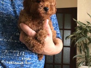 Toy pudel (toy poodle)