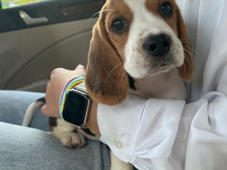 Împerechere beagle foto 9