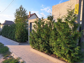 Thuja Brabant foto 6