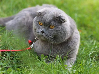 Motan scottish fold,invita la monta!Клубный кот,с регалиями - приглашает на вязку! foto 2