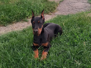 Caţei rasa pura Doberman foto 2