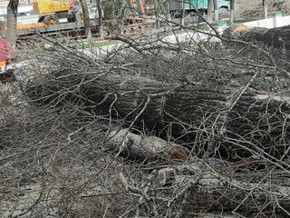 Taierea copacilor problematici, curatarea copacilor uscati. Curatarea Tuilor! foto 9