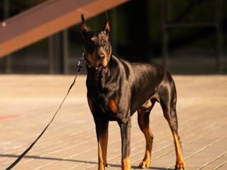 Doberman  foto 8