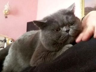 Motan British Shorthair Blue pentru montă foto 4