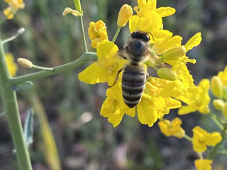 Albine în vînzare. foto 1
