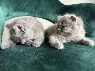 Vând 2 pisicuțe fetițe British Shorthair/Longhair foto 5