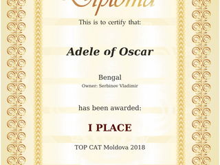 Наша бенгальская кошка Adele of Oscar  заняла 1 место в Молдове! foto 2