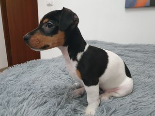 Jack Russell Terrier foto 9