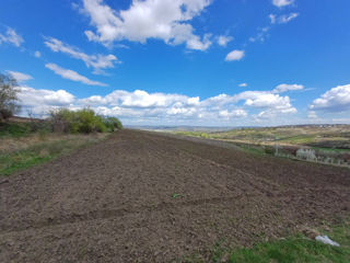 Teren cu destinatie agricola, 71 ari. foto 2