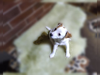 Jack Russell foto 7