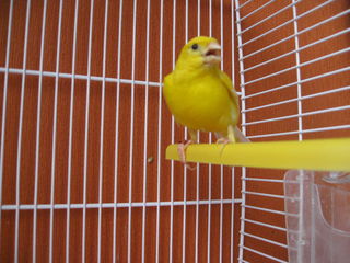 Canari foto 1