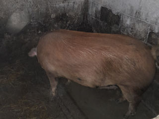 Se vind porci mari 140-150kg crescut cu cereale la crăciun.