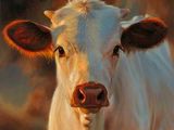 Sare naturala bulgari pentru hrana animalelor (furajera) foto 3