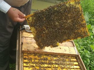 Пчелосемьи / отводки foto 2