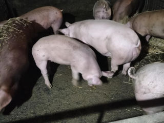 Porci de casa crescuți cu produse naturale 100-150 kg