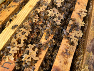 Продам пчелосемьи, пчелопакеты и пчеломаток Бакфаст.