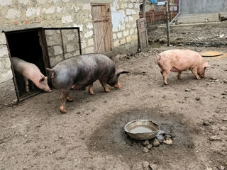 Porci de vinzare foto 2