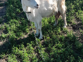 Se vând căpre mulgatoare. Edinet. foto 3