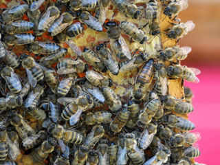 Vind 30 familii de albine cu stup. foto 3
