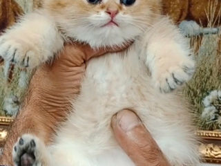 Scottish fold foto 4