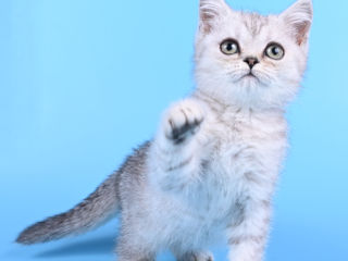 Pisoii british shorthair  -британские котята foto 5