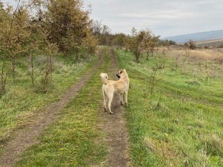 Kangal foto 3