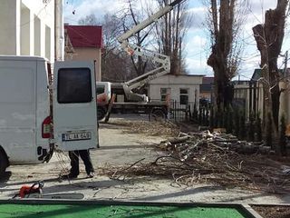 Удаление деревьев любой сложности вблизи построек с вывешиванием веток и ствола. foto 2