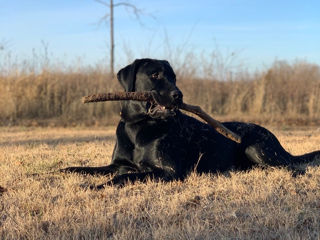 Vînd cîine labrador