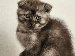Pisici British фото 3