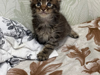 Котята Майн Кун , ищут семью фото 3