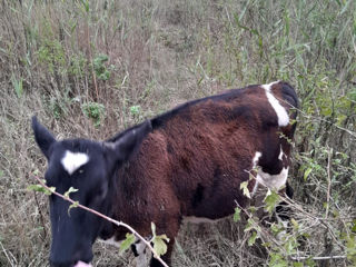 Vând viței! foto 2