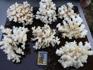 Cumpar coral foto 1