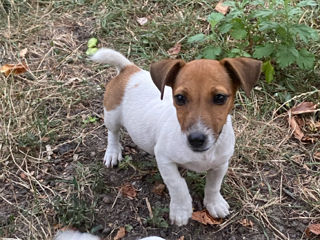 Jack Russel