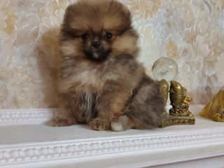 Mini spitz pomeranian