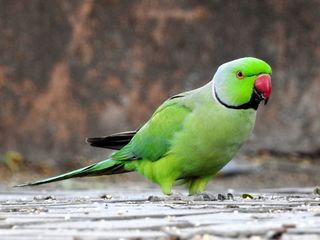 Ожереловый попугаи серый, зеленый, белый (papagal inelar ) foto 1