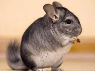 Chinchilla animal de companie foto 4