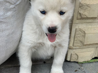 Husky albinos (ochi albaștri) foto 3