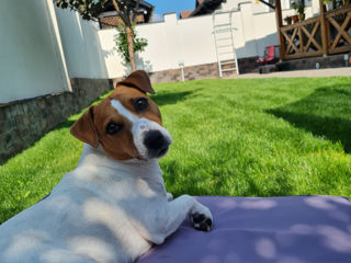 Jack Russell Terrier,  baiat 4 ani