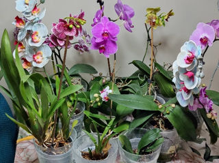 Орхидеи, 11 штук, очень красивых  расцветкок. Цветы натуральные + искусственные.