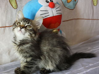 Замечательный сибирский  пушистый котенок котик. foto 2